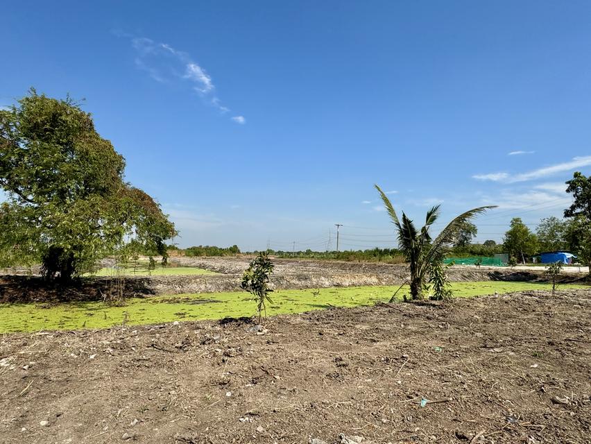 ขายที่ดิน 5 ไร่ ลำลูกกา คลอง 12 ทำเลดี ติดแหล่งชุมชน 3