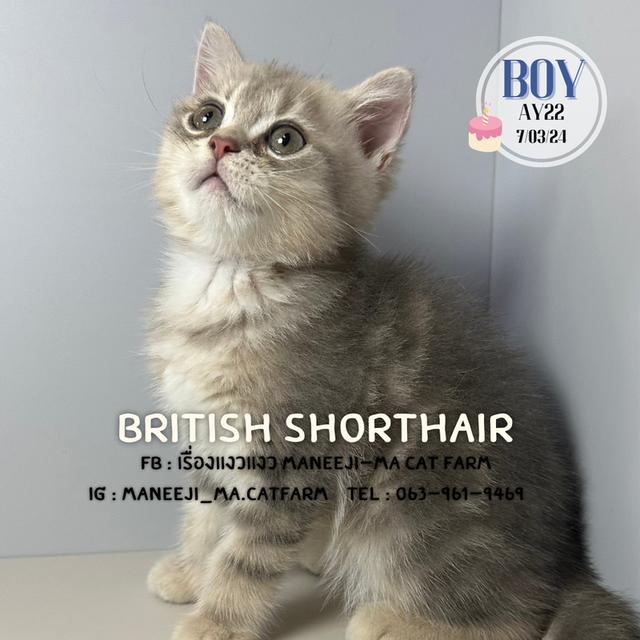 British shorthair แท้ 100% Ay22 boy 2