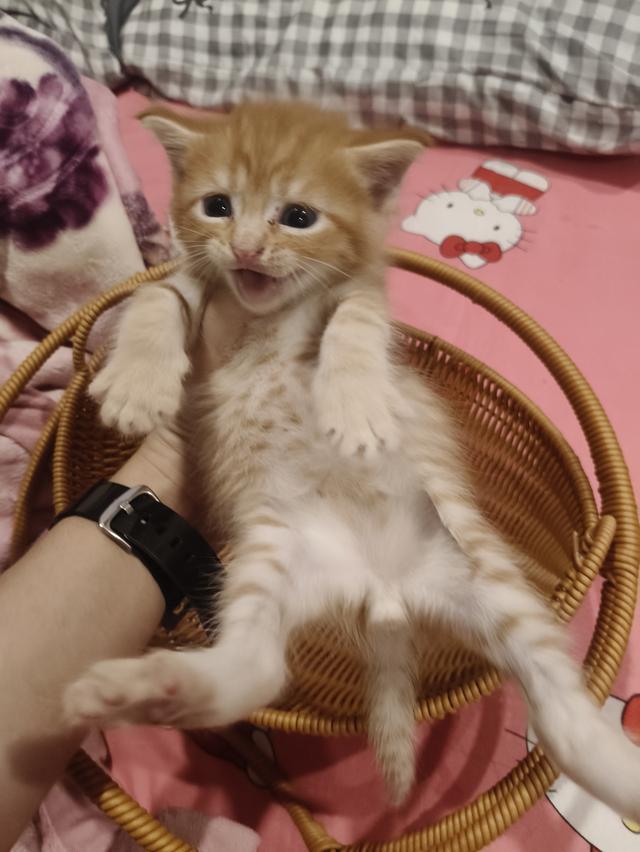 เด็กชายสก๊อตติช  ว่างหาบ้าน ราคาเบาๆๆๆ🏡💚🏠 1