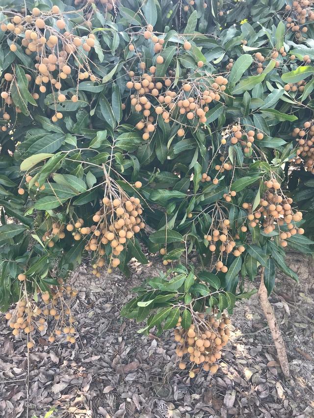 ขาย ที่ดินสวนลำไย 4ไร่ 99ตร.ว. อ.ดอยหลวง จ.เชียงใหม่ 3