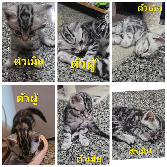 ลูกแมว อเมริกันซอตแฮร์ ตัวละ 5000 นัดรับมีนบุรี