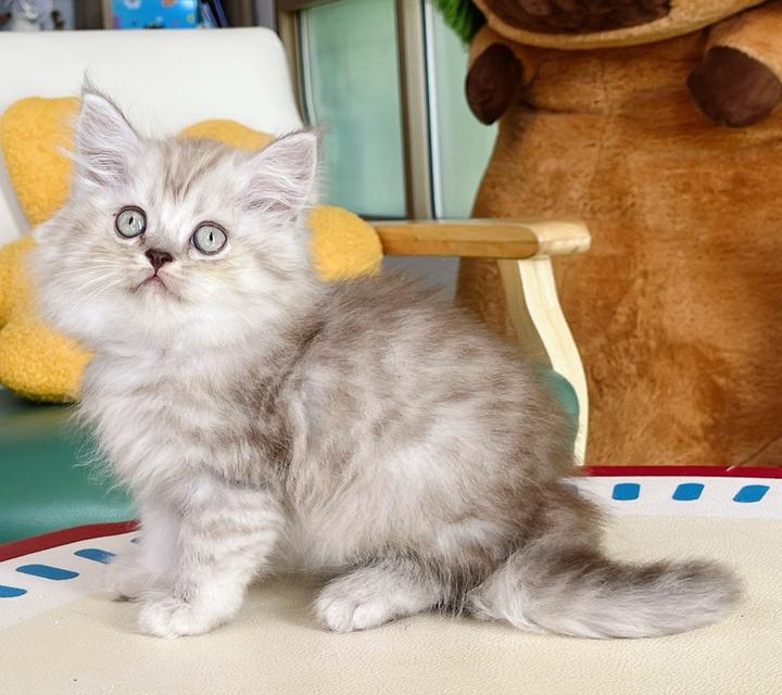 Scottish Boy ราคา 3500 อายุ2 เดือน ฉีดวัคซีนเข็มแรกแล้ว 3