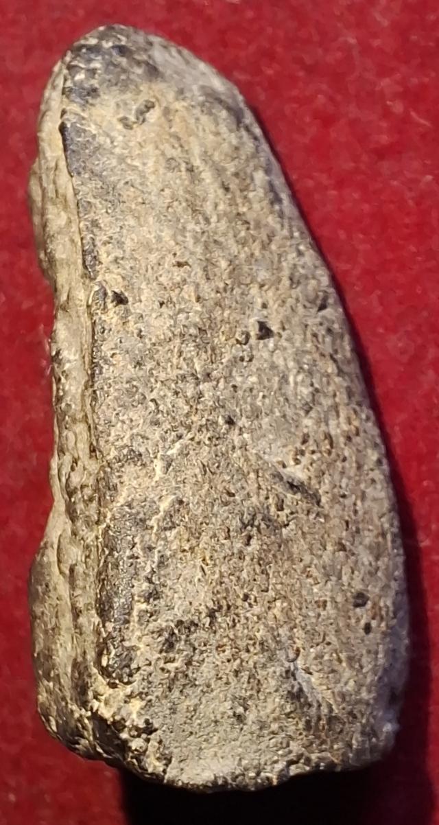 หลวงปู่ทวด เนื้อว่าน พิมพ์พระรอด ปี2497 รูปที่ 3