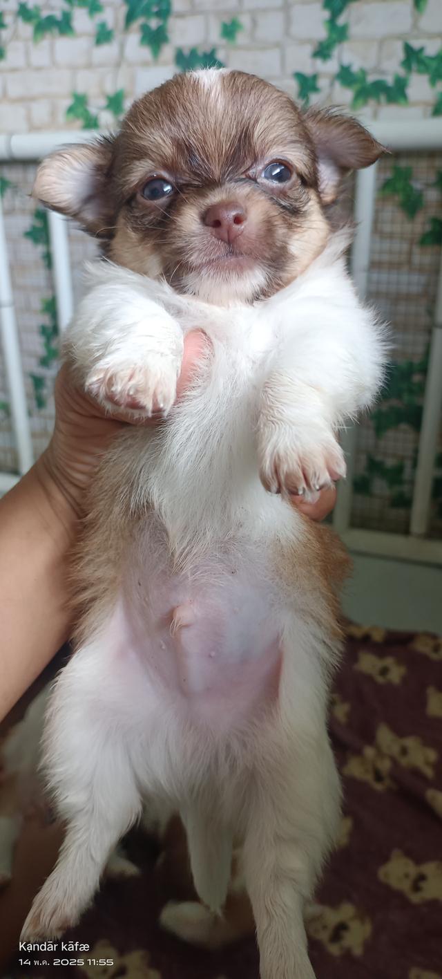 ชิวาว่าแท้ จ.เพชรบุรี 8