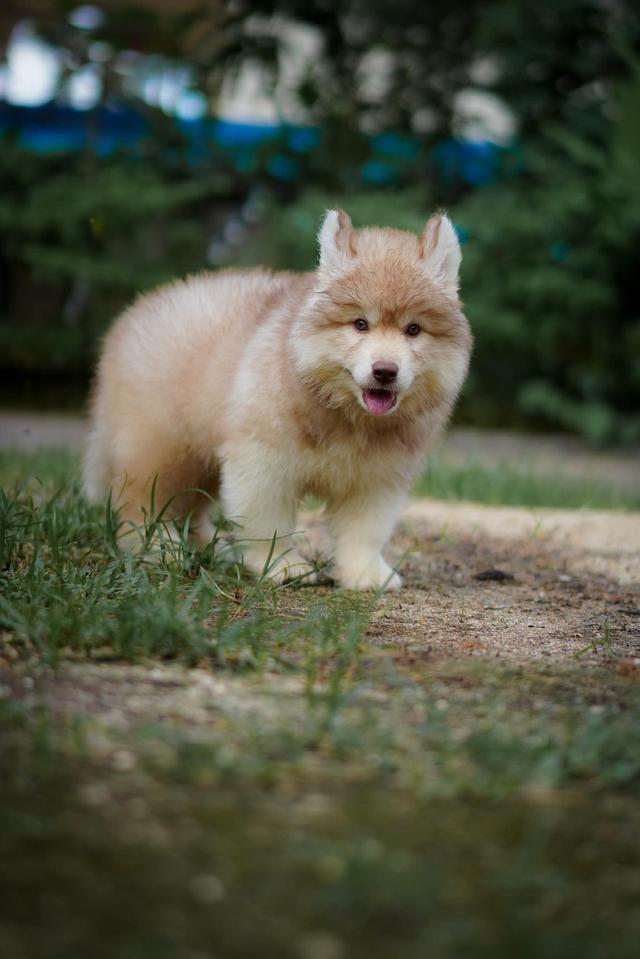 Buy a husky puppy in Thailand รูปที่ 11