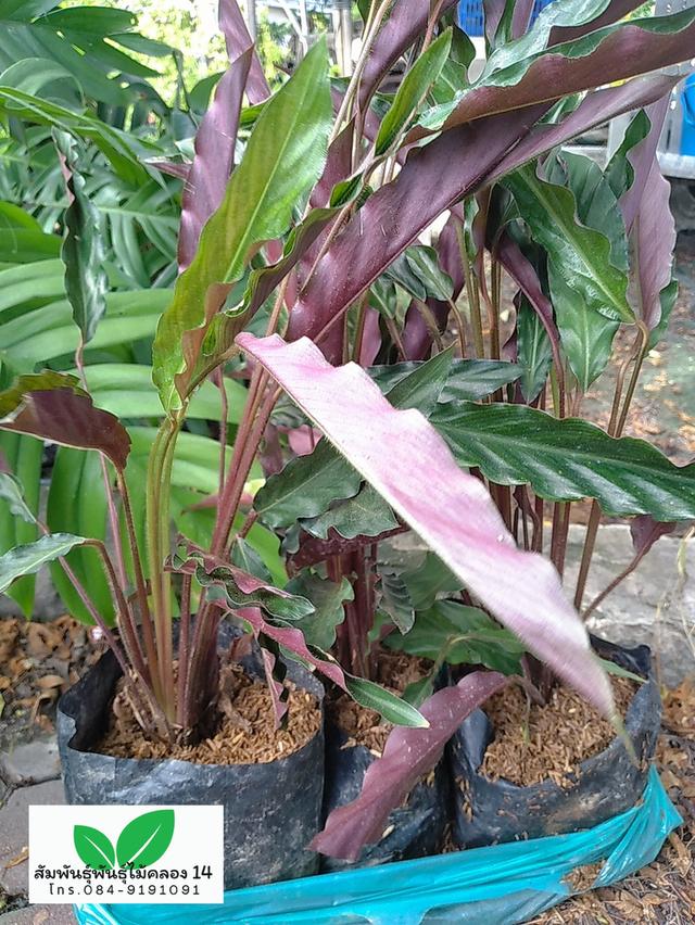 คล้าริบบิ้น คล้าริบบิ้นแดง คล้าเรียกเงินเข้าบ้าน