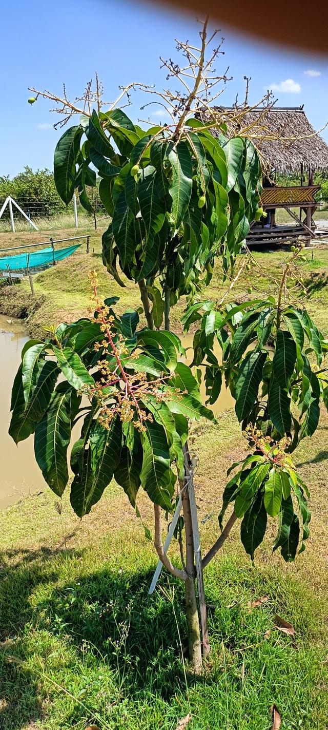 ที่ดินสไตล์ปลูกบ้านสวน รูปที่ 10