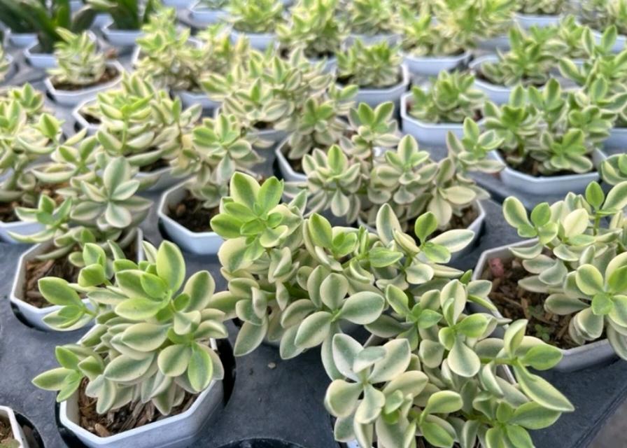 Crassula ช่อใหญ่