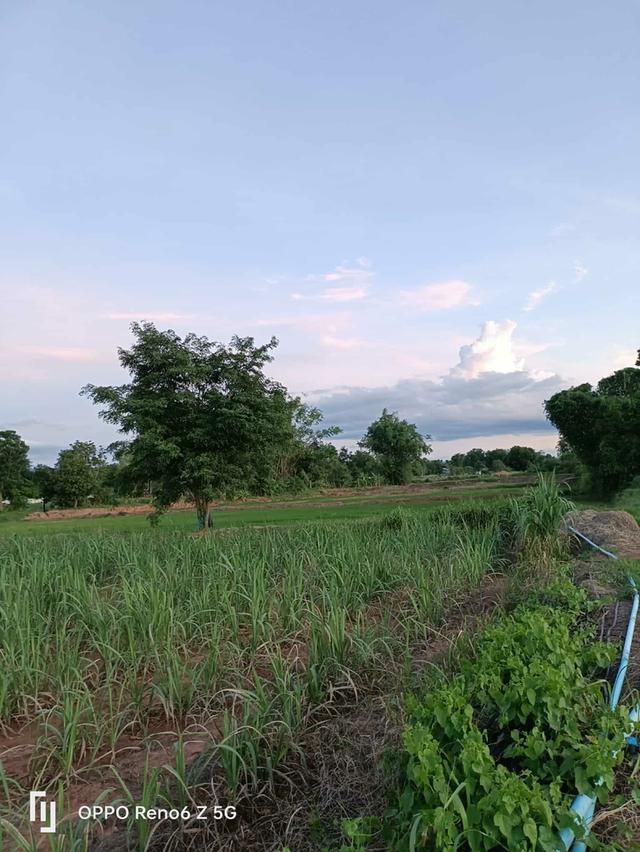 ขายที่แปลงใหญ่ติดถนนระหว่างอำเภอ 10
