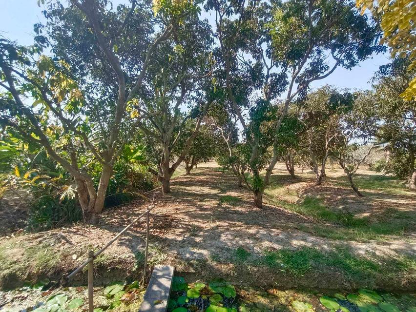 ขายที่ดินพร้อมบ้าน เนื้อที่ 19-3-66 ไร่ ต.ทุ่งหลวง อ.ปากท่อ ราชบุรี 11