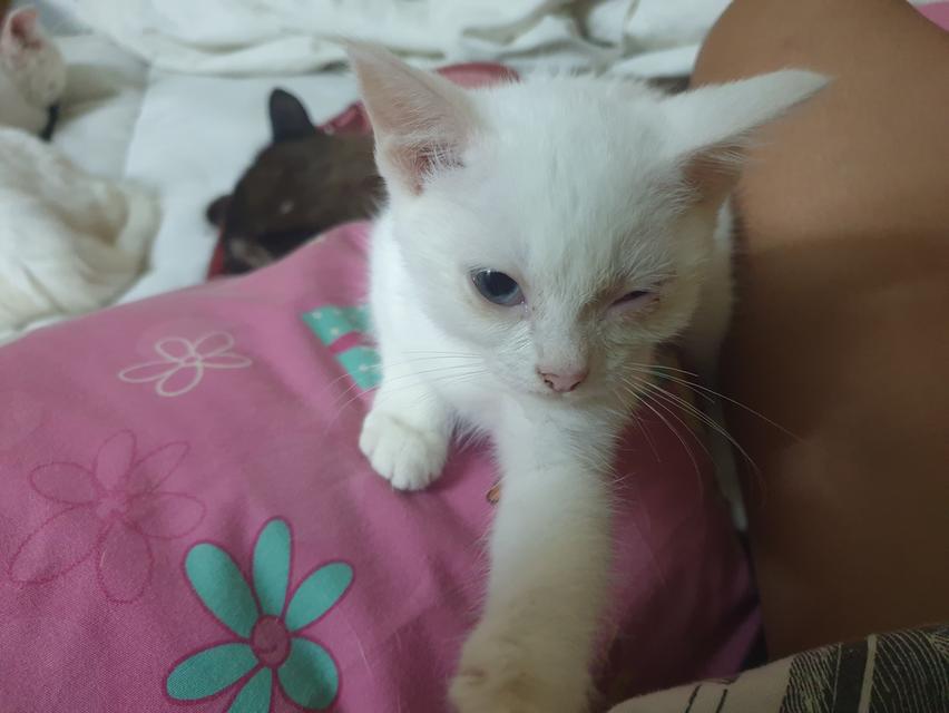 ขายเเมว (ตาไม่เท่ากัน) 3
