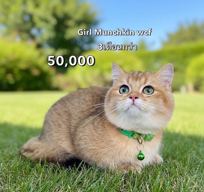 แมวมันช์กิ้น รวมเด็กๆมันช์กิ้นทั้งหมดของฟาร์ม 13