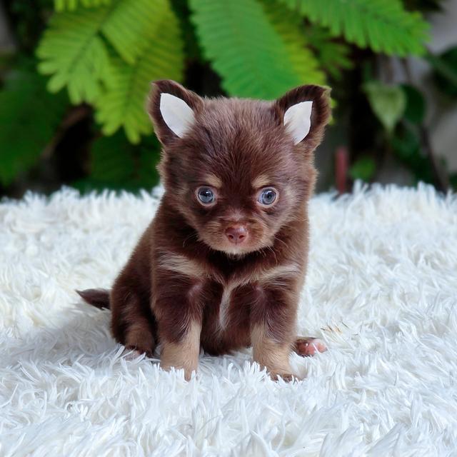 ชิวาวาขนยาวChihuahuaแท้สีช็อค รูปที่ 2