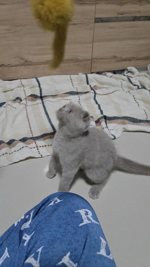 น้องแมวพร้อมย้ายบ้าน 9