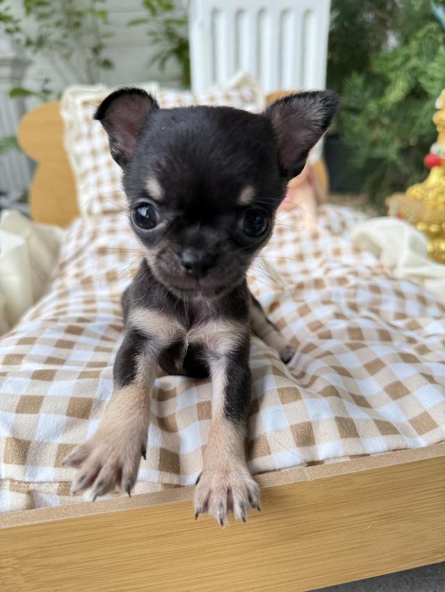 ชิวาว่าทีคัพ เด็กหญิง  ไซส์ทีคัพ น้ำหนัก 0.4ขีด 2