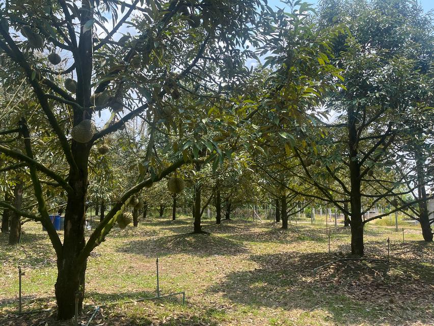 ขายที่ดินสวนทุเรียน อ.แกลง ระยอง ขนาด 1 ไร่ 2 งาน 40 ตร.ว. ต้นทุเรียน 9 ปี ประมาณ  50 ต้น 6