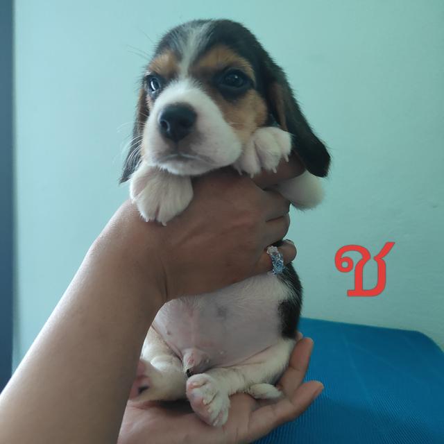 ลูกบีเกิ้ล 45วัน 6
