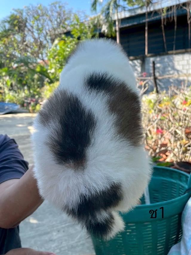 ลูกสนุัข พันธุ์บางแก้ว