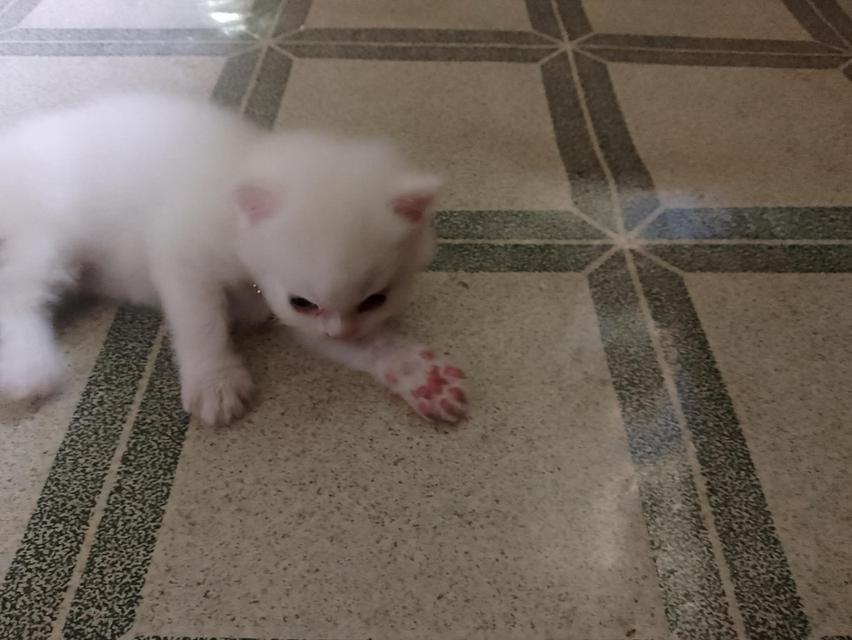 ลูกแมวเปอร์เซีย  อายุ1เดือน กับ 10วัน รูปที่ 7