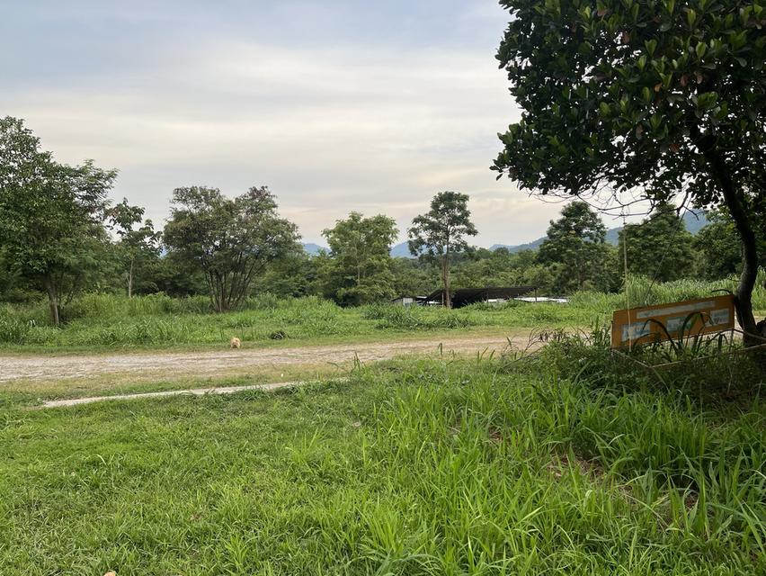 ขายที่ดิน อ.มวกเหล็ก จ.สระบุรี 296 ตรว. โทร 086-403-3985 089-109-7914 8