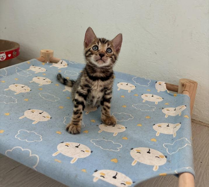 แมวเบงกอล 5