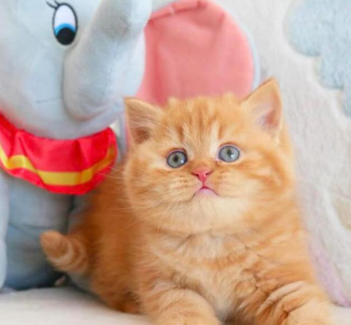 แมวมันช์กิ้น ขนสีส้มตาสวย 3