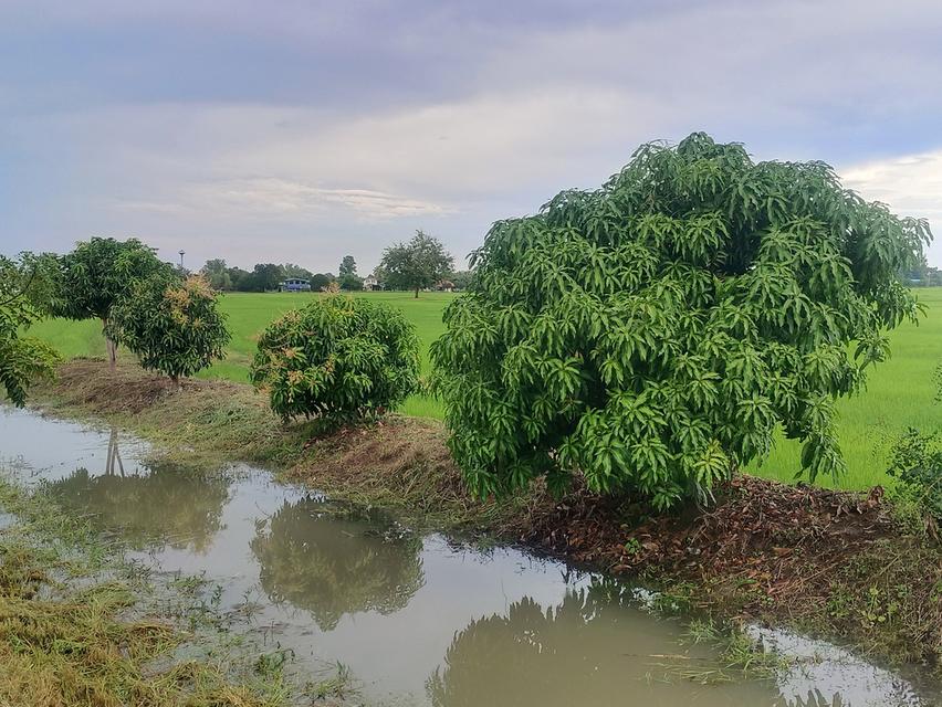 บ้านพร้อมที่ดิน 2ไร่2งาน80ตารางวา 14