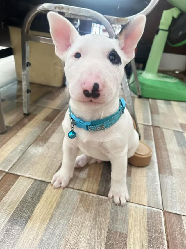 ขายหมาน้อย Bull Terrier แท้ 2