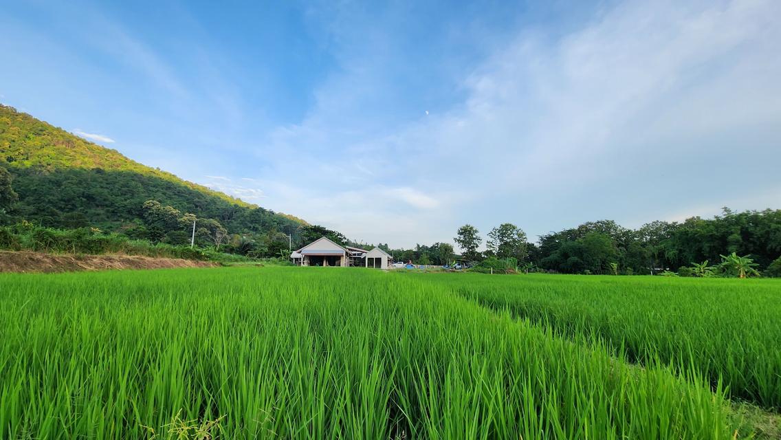 ขายบ้านพร้อมที่ดิน ต.นางแล อ.นางแล จ.เชียงราย จำนวน 9 ไร่ ราคา 29 ล้านบาท 7