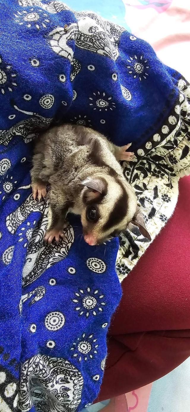 Sugar Glider พร้อมย้ายบ้าน 3