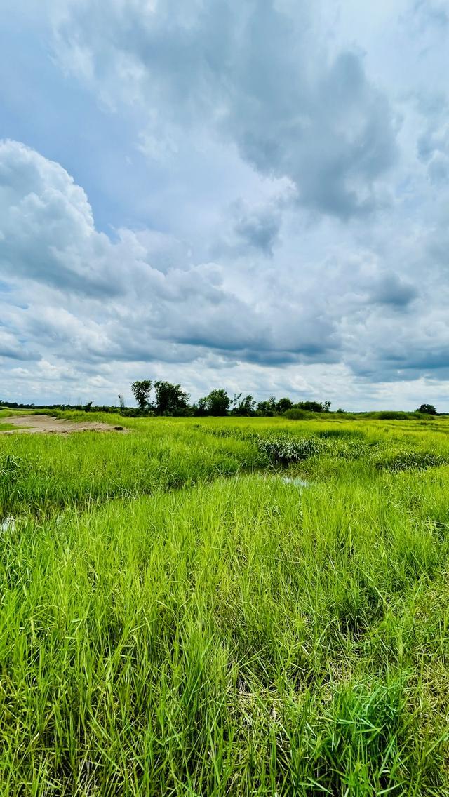 ขายที่ดินนครนายก (คลอง 15) เนื้อที่ 22-0-67.6 ไร่ 9