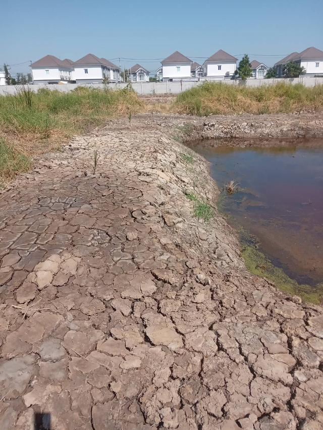 ขายที่ดินเปล่า 525 ตารางวา ติดถนนคอนกรีต ซอยเทศบาลบางปู 83 1