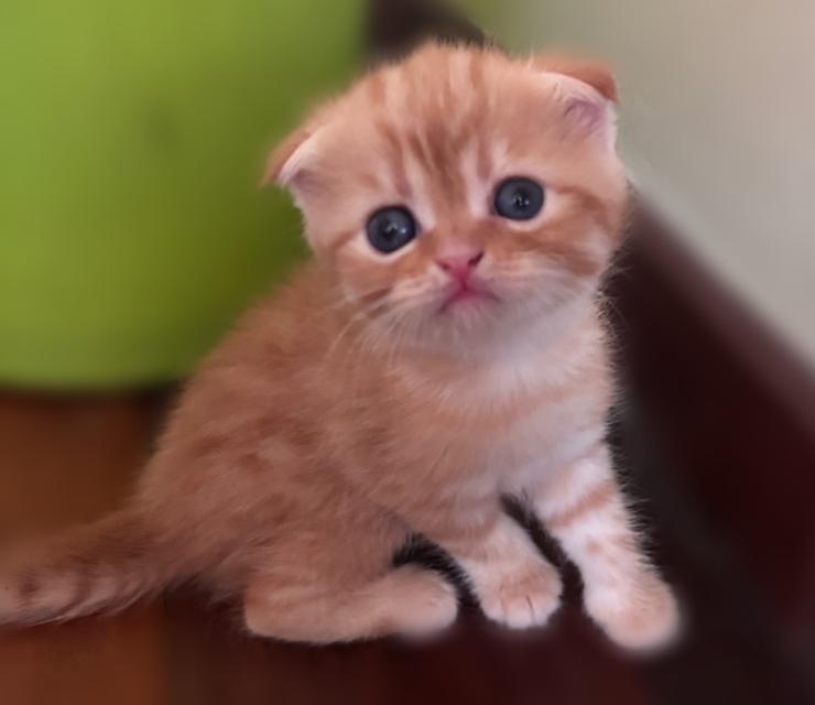เปิดจองลูกแมวสก็อตติชแท้ รูปที่ 3