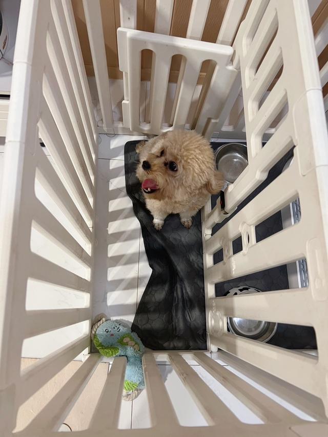 Poodle Toy  Female 1Y2m รูปที่ 4