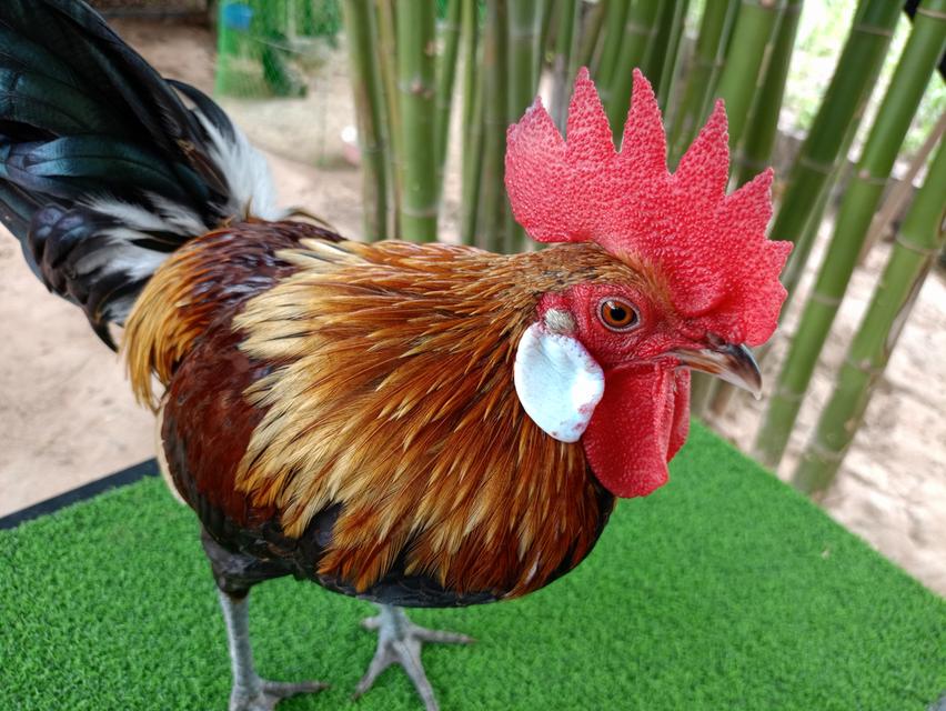 รัฐชนาวีฟาร์ม ไก่ต่อสวยงาม รูปที่ 3