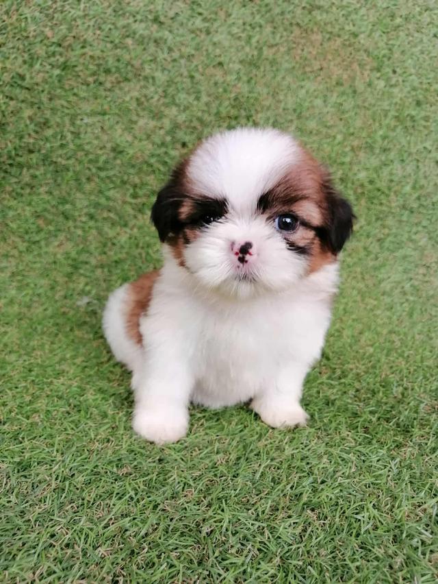 ชิสุห์เเท้ พร้อมย้าย 6