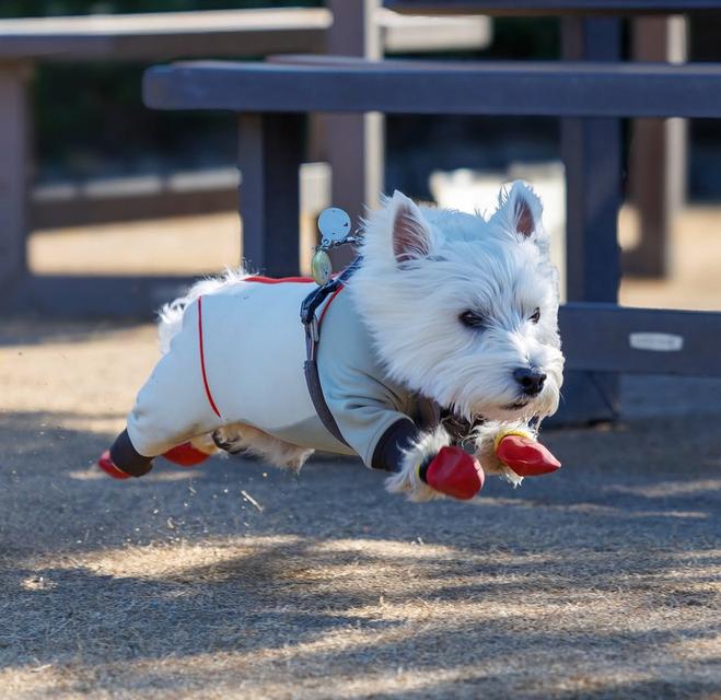 West Highland White Terrier ราคาแบ่งปัน