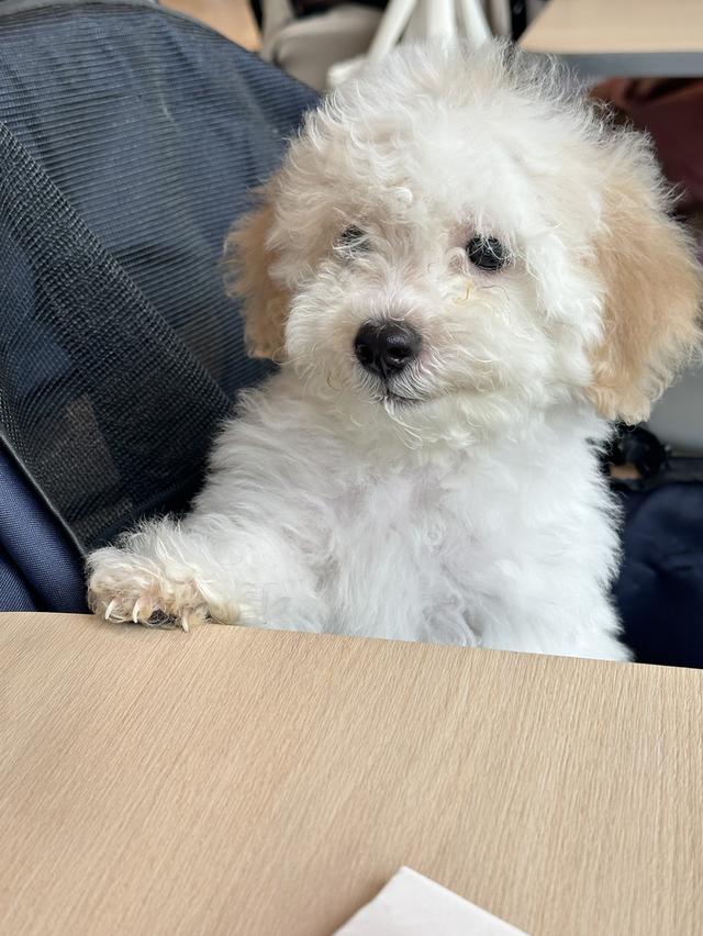 ลูกสุนัข พุดเดิ้ล เพศผู้ รูปที่ 2