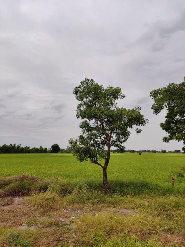 ขายที่ดินเปล่า ทำเลดีติดถนน ตำบลคลองสาม อำเภอคลองหลวง จังหวัดปทุมธานี