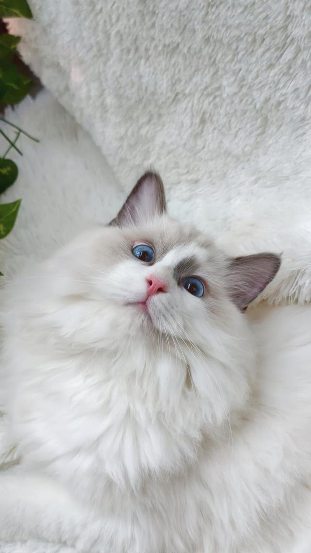 ลูกแมวแร็กดอลล์สายพันธุ์แท้ ดวงตาสีฟ้าสวยงาม 🐾💙 รูปที่ 3