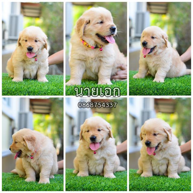 ขายลูกโกลเด้นแท้-ลูกโกลเด้นรีทรีฟเวอร์ พร้อมส่งลูกค้า กรุงเทพฯ,นนทบุรี,ปทุมธานี,สมุทรปราการ,ชลบุรี,ระยอง,โคราช,สระบุรี,ฉะเชิงเทรา,นครนายก ฯลฯ รูปที่ 3