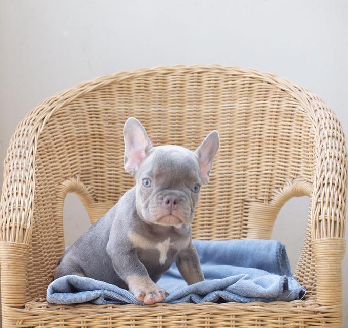 ขาย - เฟรนช์ บูลด็อก (French bulldog)  4