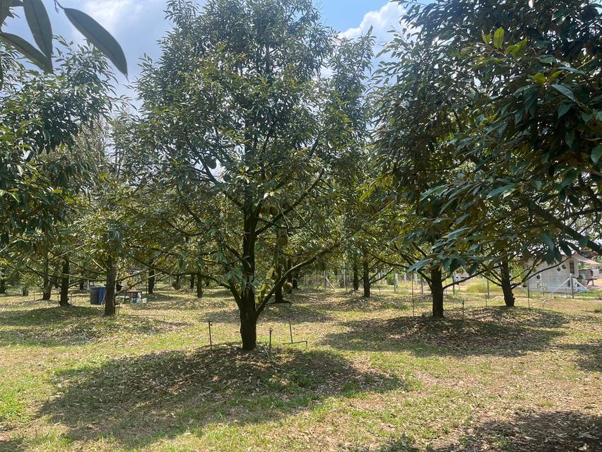 ขายที่ดินสวนทุเรียน อ.แกลง ระยอง ขนาด 1 ไร่ 2 งาน 40 ตร.ว. ต้นทุเรียน 9 ปี ประมาณ  50 ต้น 2