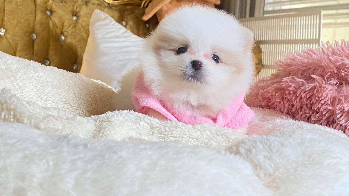 ลูกปอมแท้ น่ารักมาก ขี้เล่น สดใส ติดคน สุขภาพดี น่ากอดสุดๆ รูปที่ 9