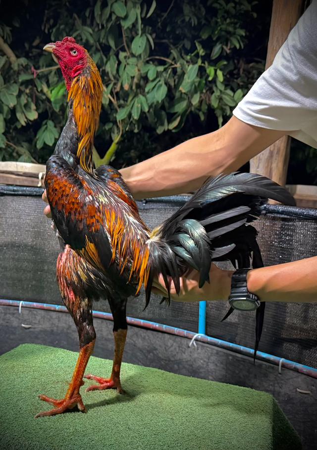 ไก่ชนเกรดชนแพง แข้งหน้าจัดๆ ไม่มีผิดหวัง
