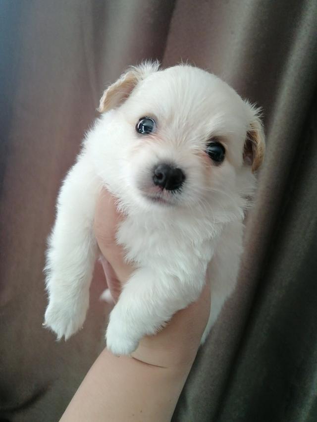 ปอมผสมชิวาว่า พร้อมย้าย