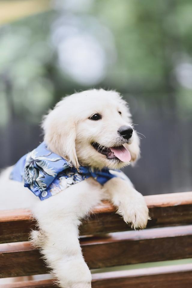 Golden Doodle(Female dog) 5
