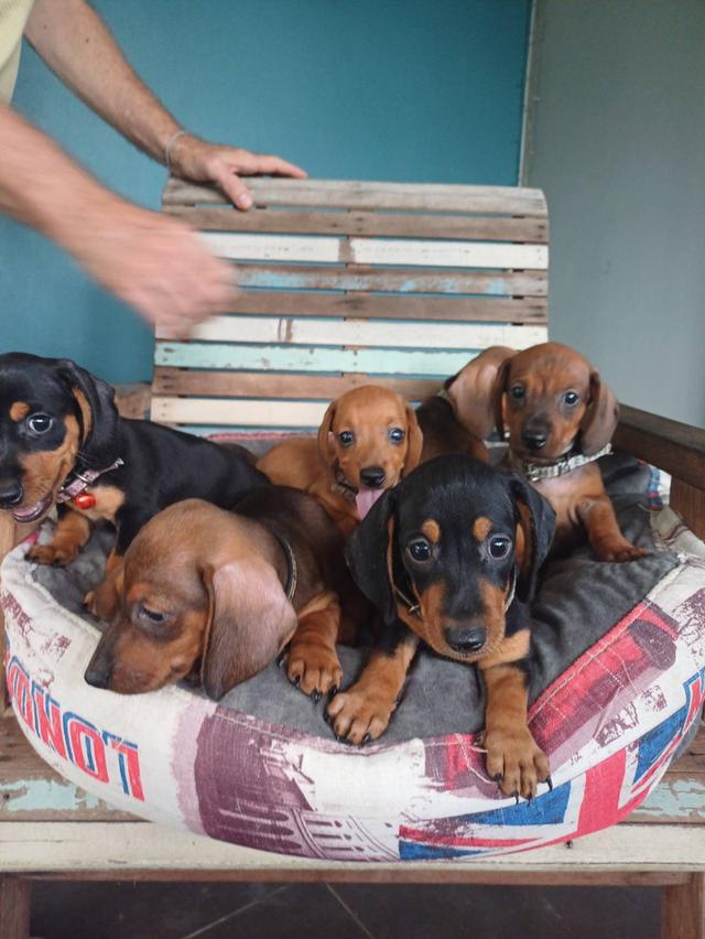 Dachshund puppies 2 months old 7