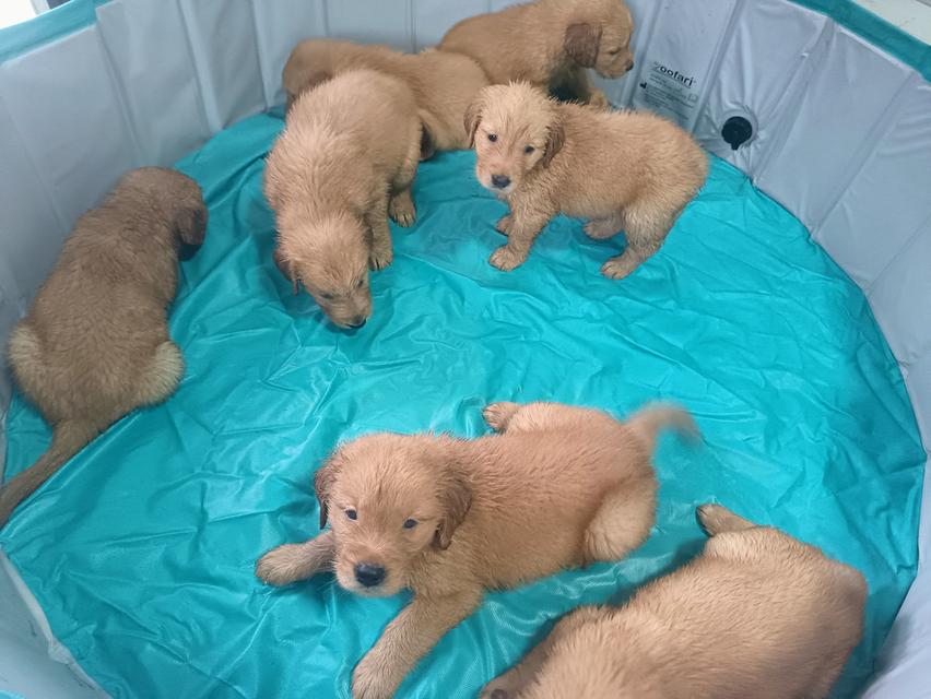 สุนัขโกลเด้นรีทรีฟเวอร์ 5