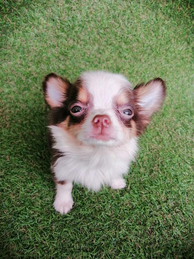 ชิวาว่าแท้ขนยาวสีช็อค ชาย 8